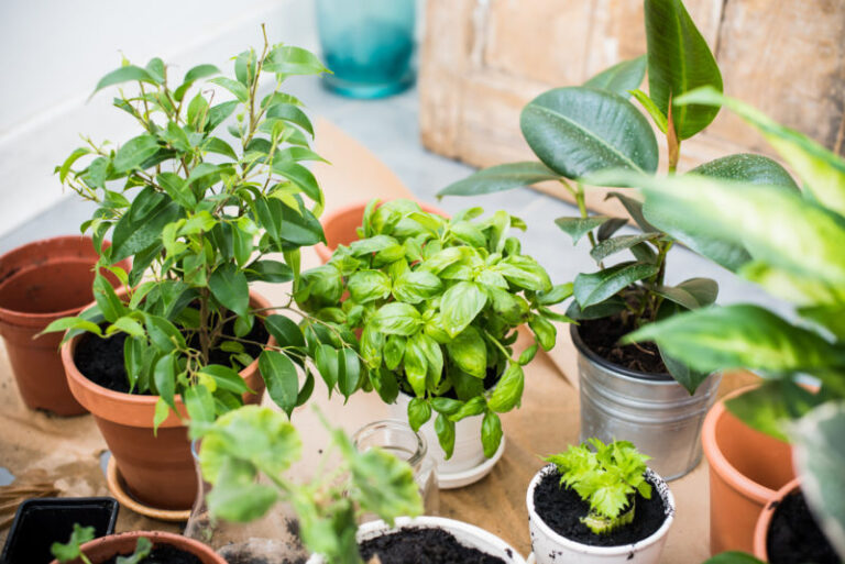 Plants Improve Indoor Air Quality